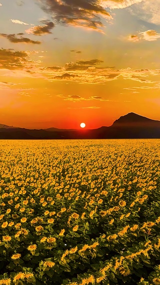 夕阳向日葵花海