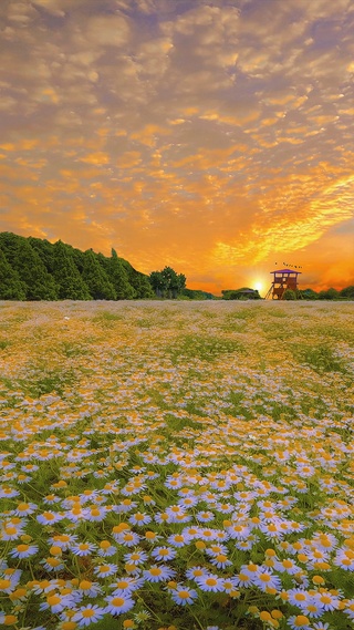 浪漫雏菊花海