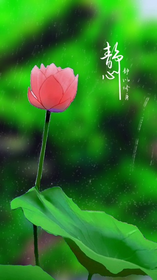 静心荷花