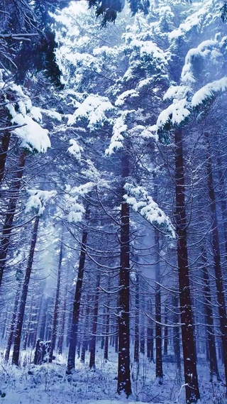 雪天树林