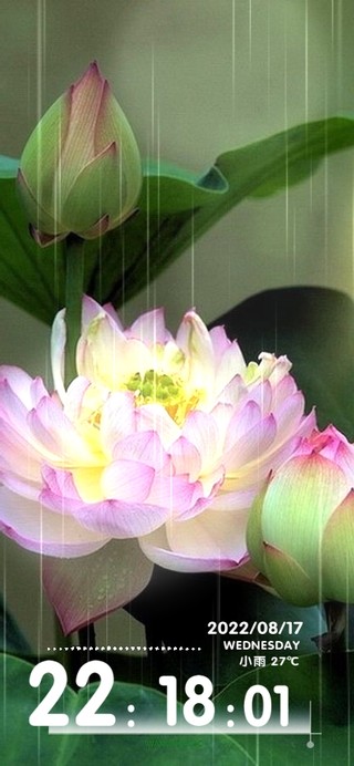 荷塘-荷花