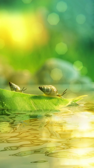 蜗牛