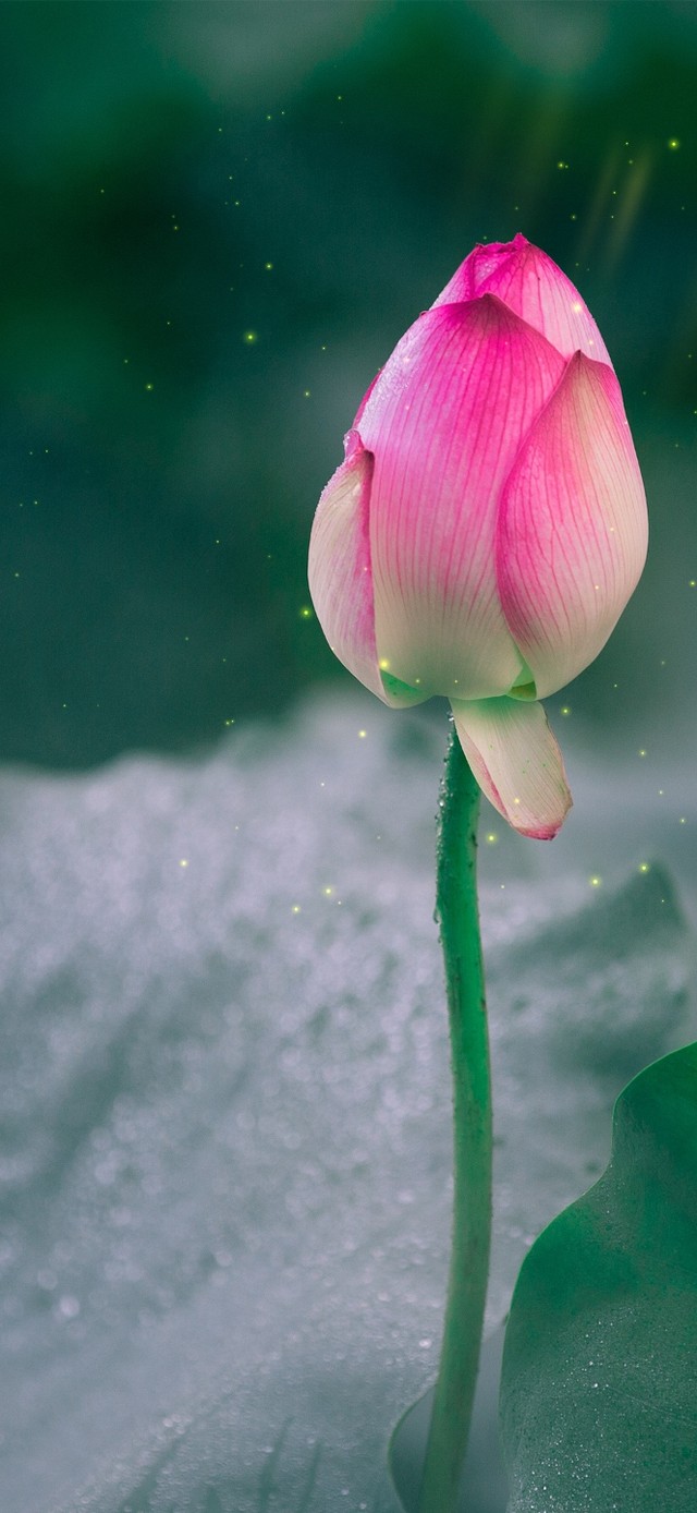 含苞待放的荷花