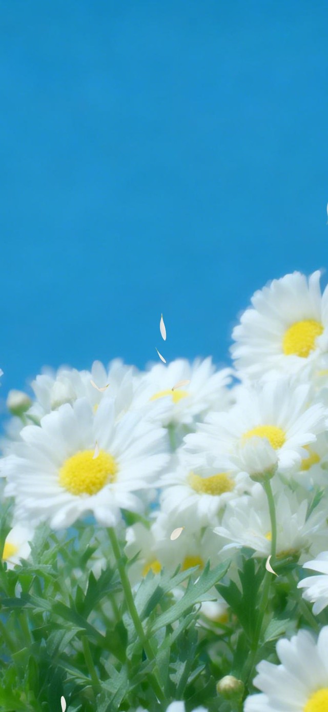 清新小雏菊