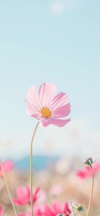 粉色小雏菊
