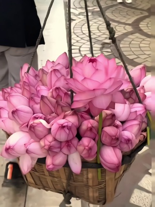 好运莲莲