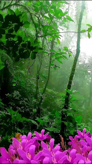 雨中绽放