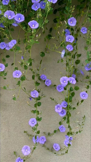 花朵盛开