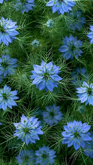 清新蓝色花卉绿植壁纸