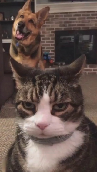 猫咪