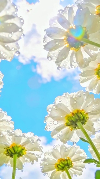 唯美雏菊花丛4k