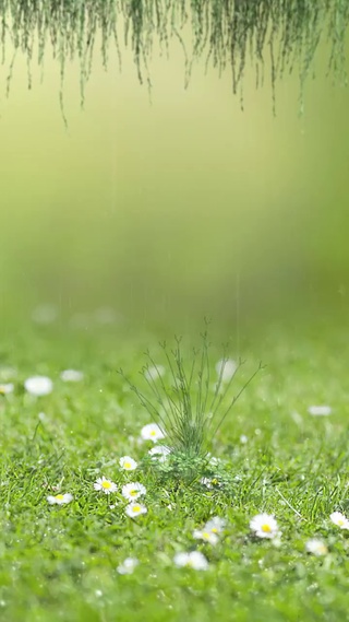 雨中花