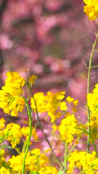 春天清新油菜花