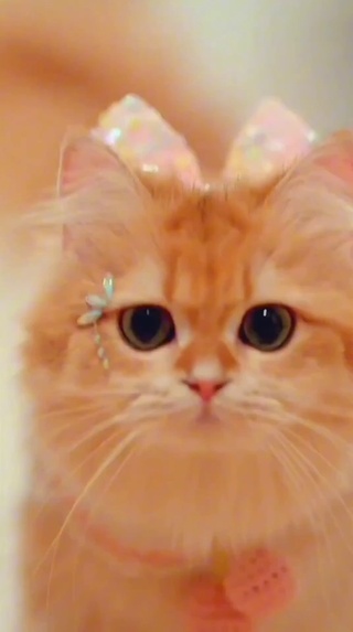 猫咪