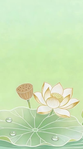 护眼夏天荷叶