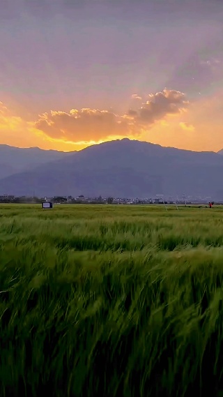 风吹麦浪