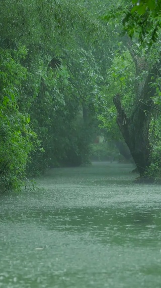 雨天绿林河流