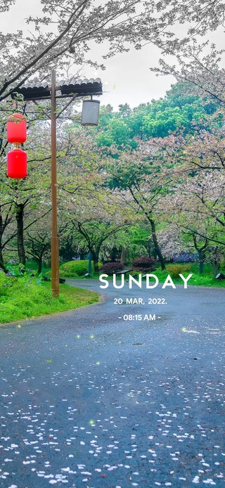 樱花小路