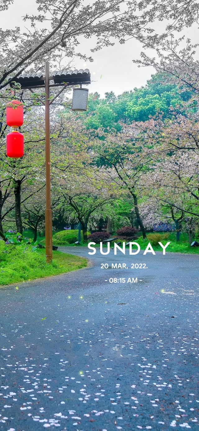樱花小路