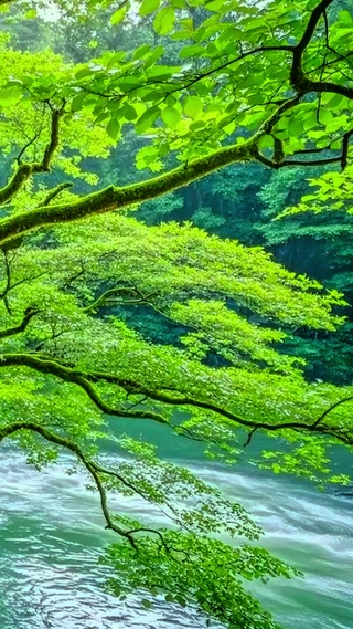 护眼大树小河4K