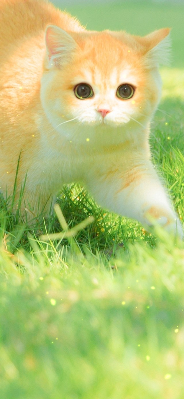 4K清新草地小猫