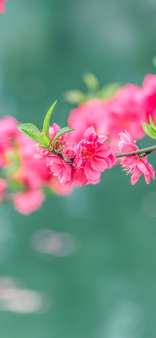 雨天桃花开