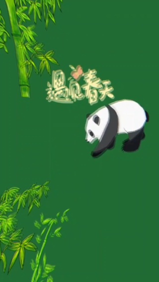 遇见春天熊猫
