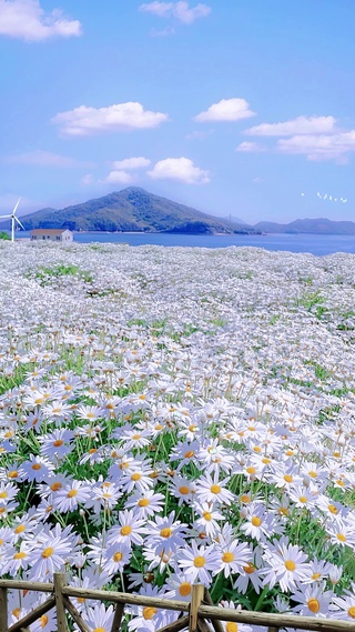 蓝天白云雏菊花海2