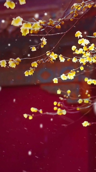 梅花香自苦寒来