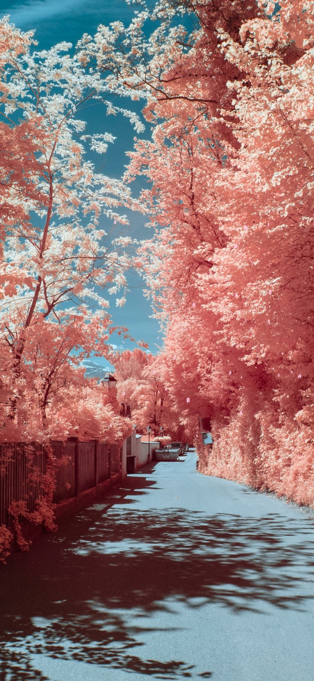 4K唯美樱花落下