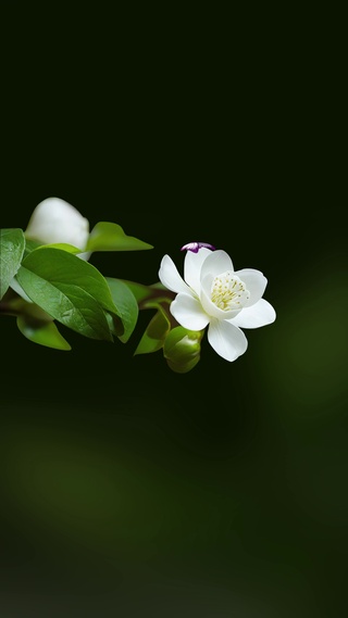 治愈花