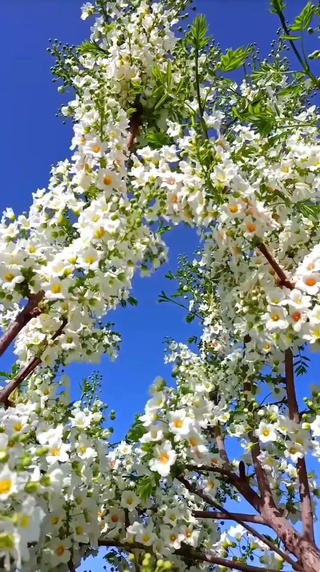 静看花开花落