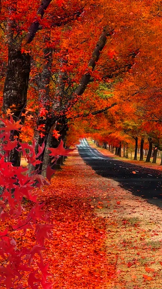  红叶最多情，一语寄相思