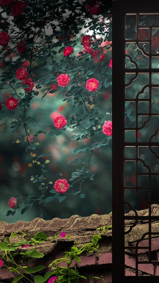 蔷薇花