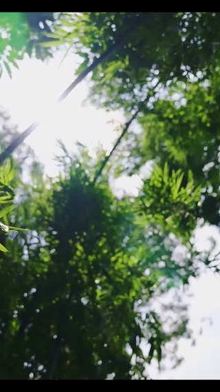 风吹竹叶动