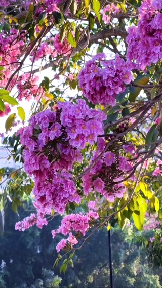 浪漫紫花铃木