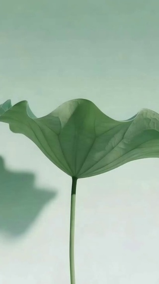 护眼荷叶