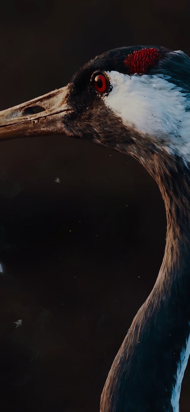 玄学| 瑞鹤驾到 | 好运将至