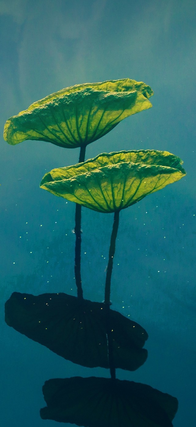 水面荷叶
