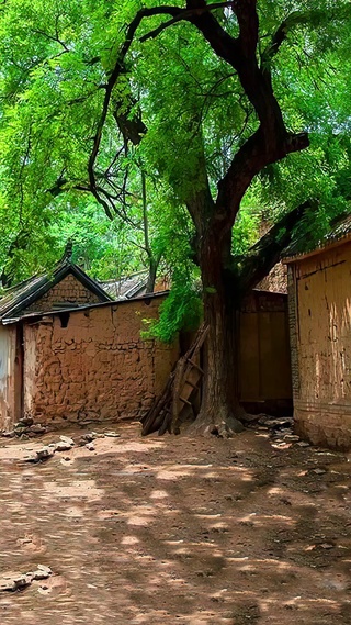 树下乘凉