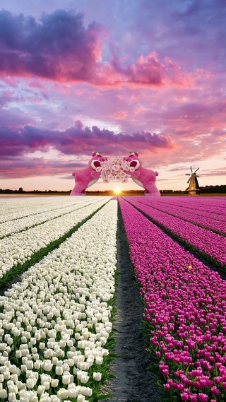 粉白郁金香花海