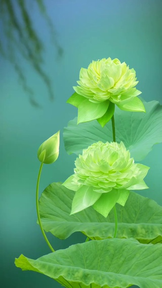 千叶绿荷