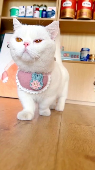 傲娇喵