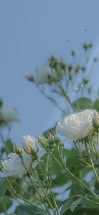 唯美茉莉花绽放