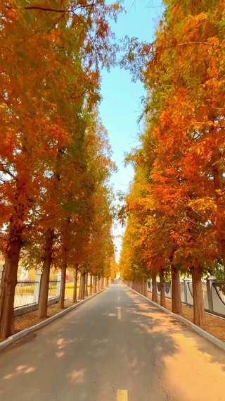 秋去冬来，落叶知秋🍂🍂