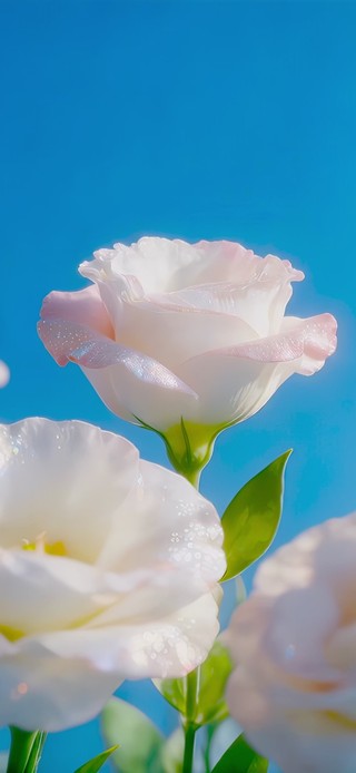 护眼清新洋桔梗花