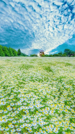 爆款雏菊花海