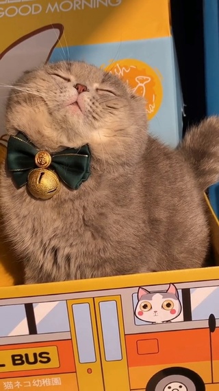 从不低头