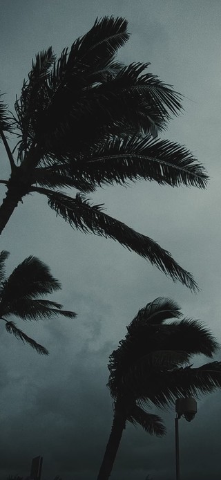 palm trees 