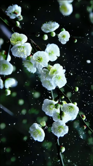梅花爱雪